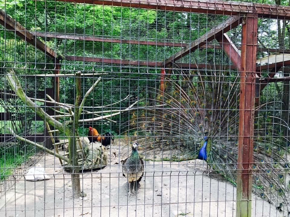 Pension Casa Vanatorilor Băile Olăneşti Eksteriør billede